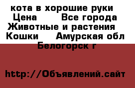 кота в хорошие руки › Цена ­ 0 - Все города Животные и растения » Кошки   . Амурская обл.,Белогорск г.